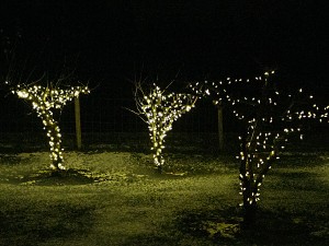 Light up the Vines 2014